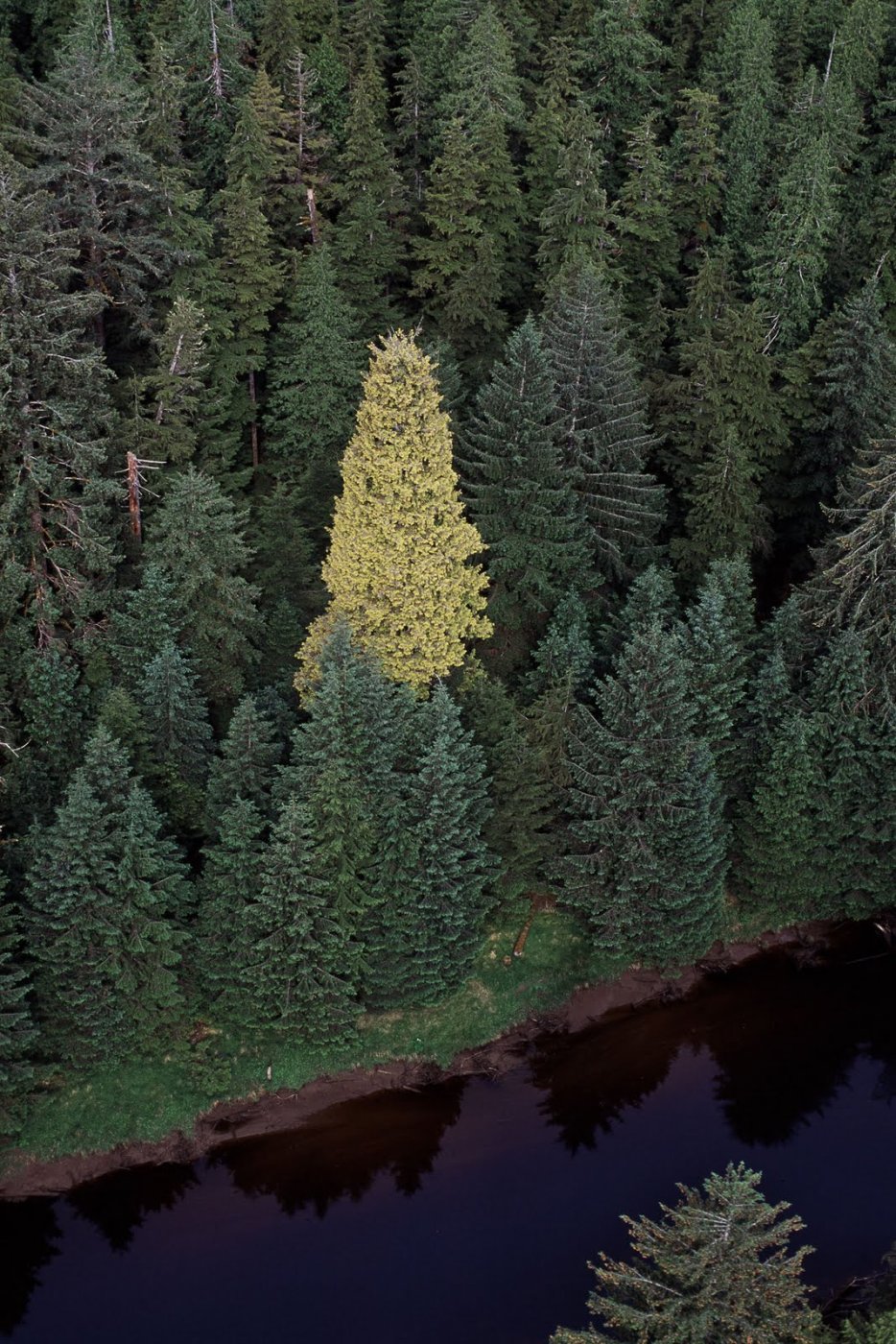 golden-spruce.jpg