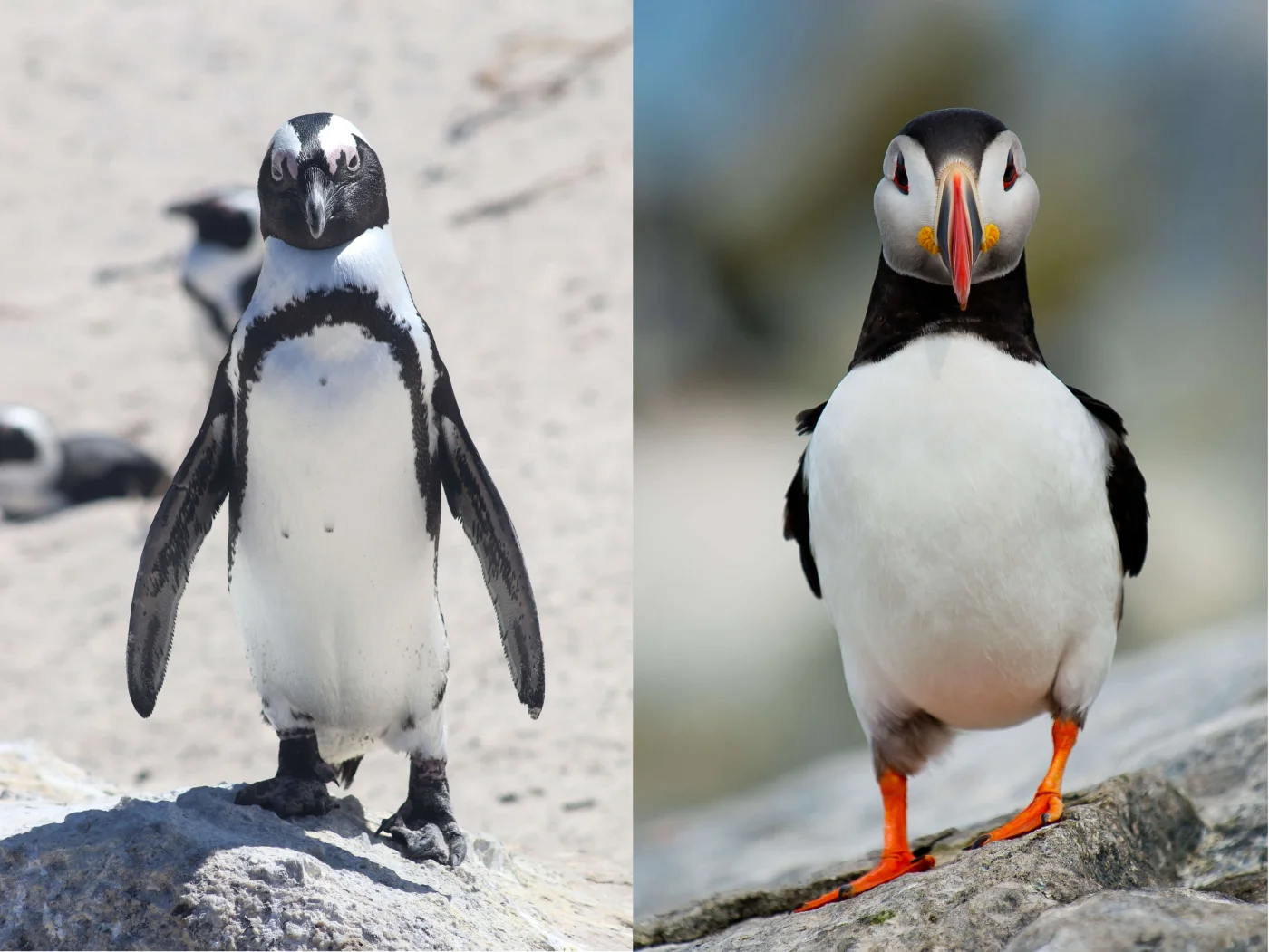 penguin-vs-puffin.webp