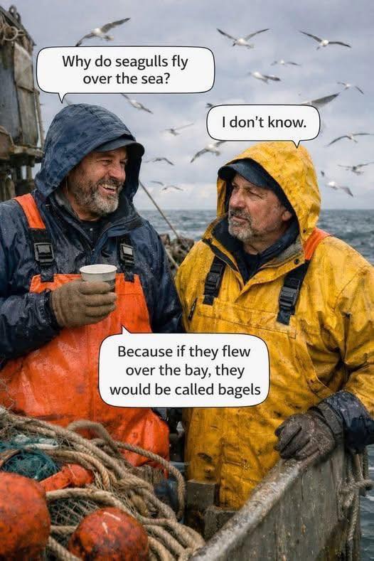 Seagulls.jpg