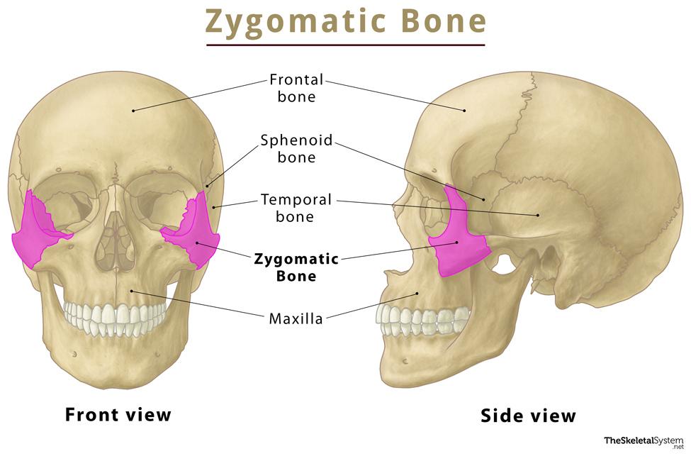 Zygomatic-Bone.jpg