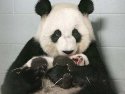 Lun Lun and Cub 11.13.06.jpg