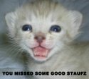 kitten.jpg