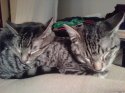 kittehs.jpg