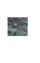 Face2.png