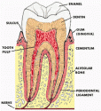 molar.gif