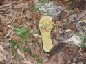 yellowflipflopandwhiterope.jpg