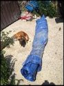babcock-tarp-photo.jpg
