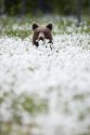 bear.jpg