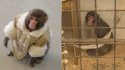 ikea-monkey.jpg