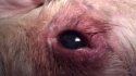 dog-with-swollen-eyelids-and-watery-eyes-21471867[1].jpg