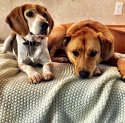 meghan-markle-dogs-a[1].jpg
