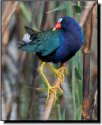 PGallinule.jpg