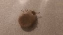 Mr. Tick.jpg