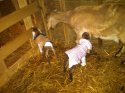 Bella's kids just born.jpg