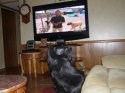 doggyAAMsrAM.jpg