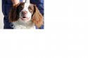 WTSearchDog.jpg WTSearchDog.jpg