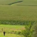 Corn.jpg