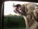 E140A1B3-F89F-449B-A02C-1D565BFA7AB8.gif