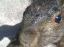 squirrel.jpg