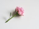 bloom-blooming-blossom-929778.jpg