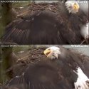 Protector.jpg