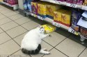 cat shoplifting.jpg cat shoplifting.jpg