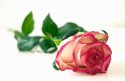 Rose for Ashley.jpg