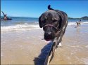 18.10.26 Indi at the Beach Insta pic 2.JPG