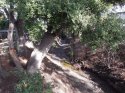 CREEKBED 2.jpg