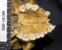 Penny Doe upper teeth.JPG