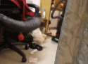 upload_2019-2-4_2-43-56.gif