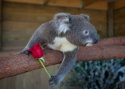 koala.png