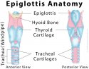 C5 Epiglottis Hyoid Thyroid Cartilege.jpg