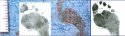 bathmat footprint comparison scaled DanO.jpg