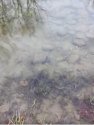 Shallow creek.JPG