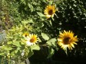 kyssunflowers.jpg
