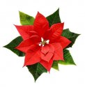 Poinsettia1.jpg