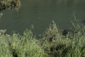 Averin brush and water.jpg