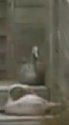 SittingDuck.jpg