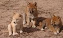 dingo baby.jpg