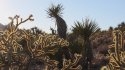 Mojave Missing 019 vegetation dense.JPG