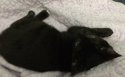 Justice the Rescued Kitten.jpg