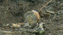 canada-leave-burnt-out-car.hashed.9738b4a0.desktop.story.share.jpg