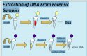 extractionofdna.jpg