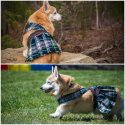 Corgi in Kilt.jpg