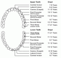 UID's tooth.GIF