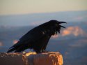 Corvus.jpg