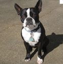 Boston Terrier.png