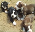 pit-bull-puppies.jpg