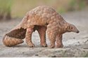 pangolin.JPG